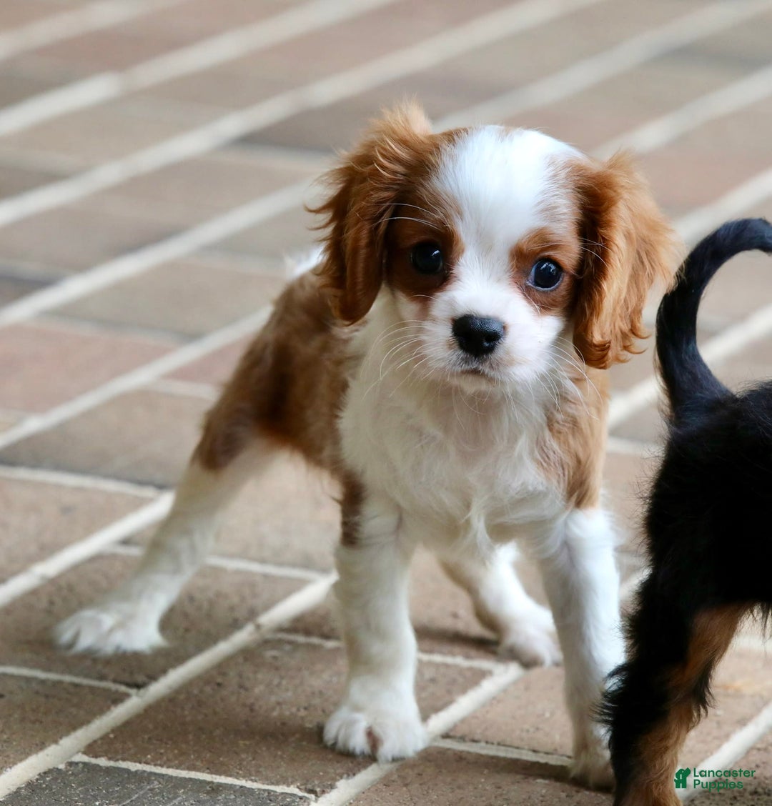 Cavalier King Charles Spaniel dogs for sale: Loki - Image 22