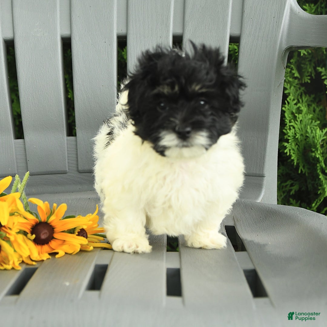 Havanese dogs for sale: Sonny - Image 3