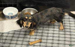 Miniature Dachshund dogs for sale: Oscar - Image 4