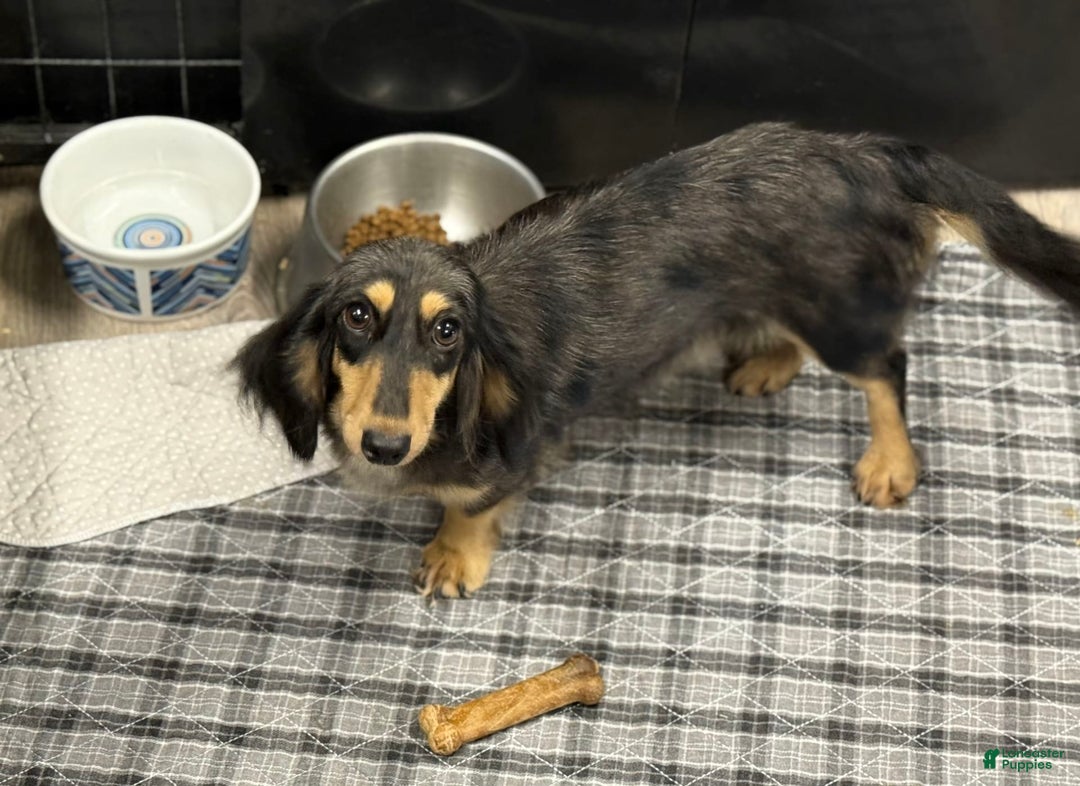Miniature Dachshund dogs for sale: Oscar - Image 4