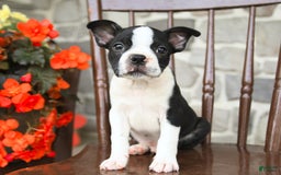 Boston Terrier dogs for sale: Blaze - Image 2