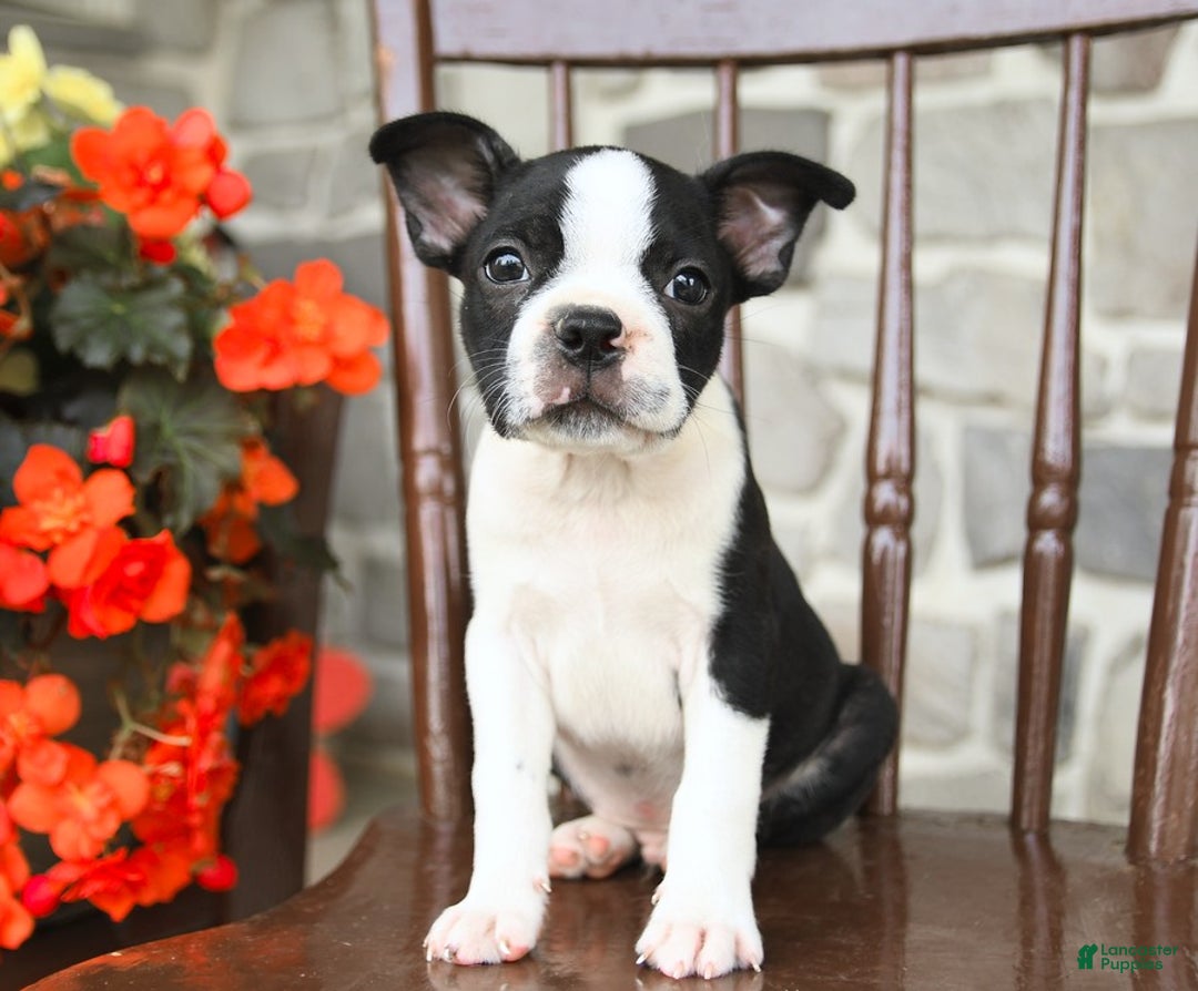 Boston Terrier dogs for sale: Blaze - Image 2