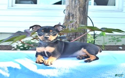 Miniature Pinscher dogs for sale: Dancer - Image 1