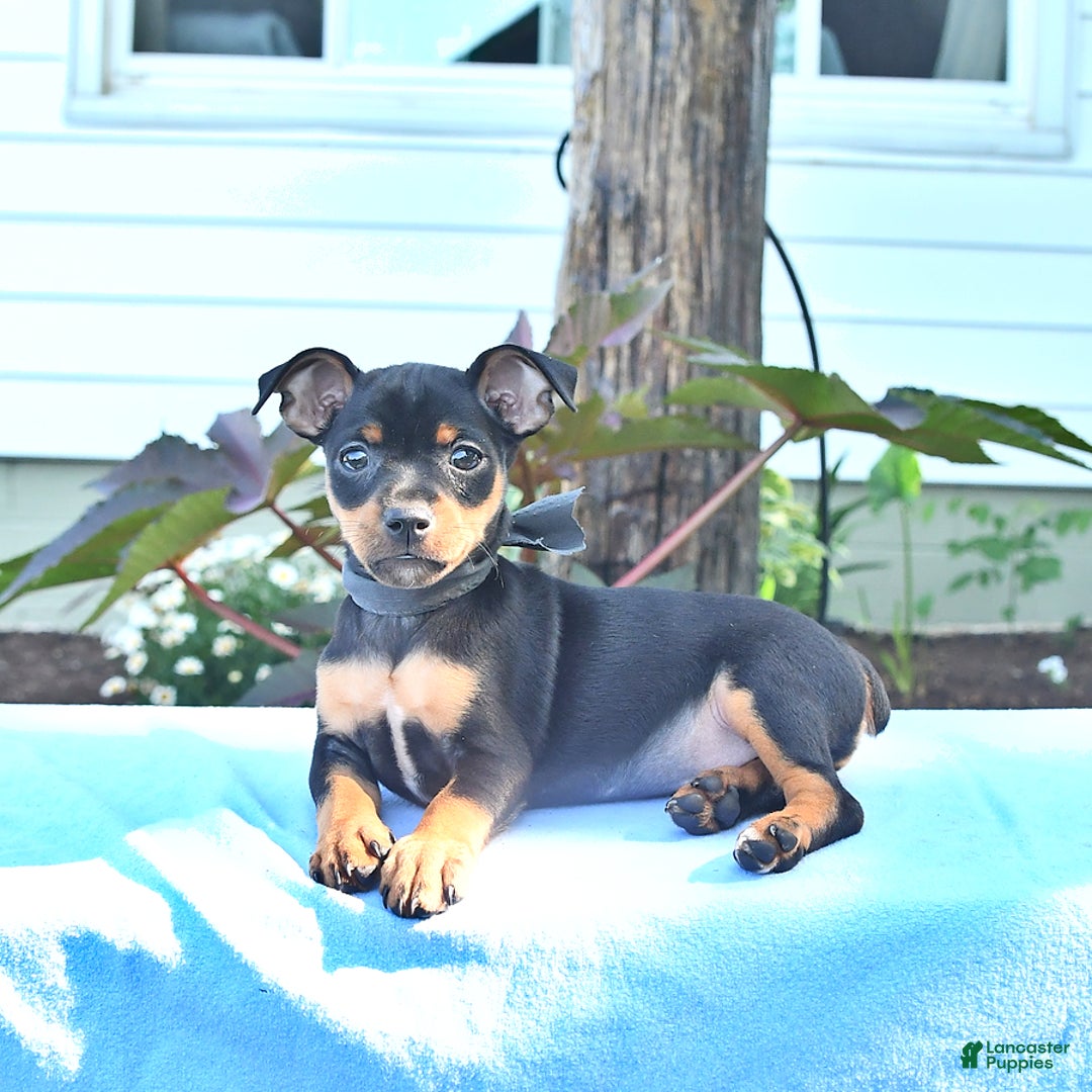 Miniature Pinscher dogs for sale: Dancer - Image 1