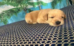 Labrador Retriever dogs for sale: Thor - Image 1