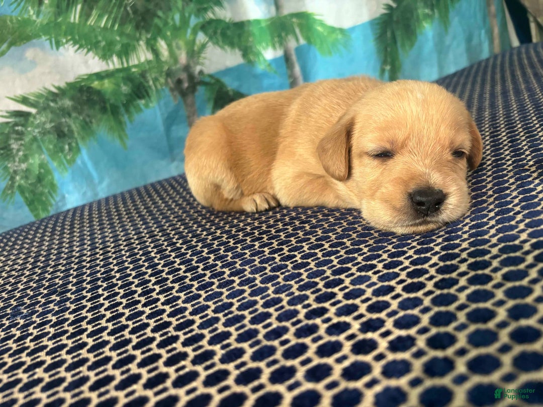 Labrador Retriever dogs for sale: Thor - Image 1