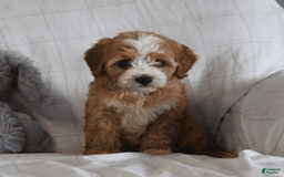 Cavapoo dogs for sale: Ryan - Image 1
