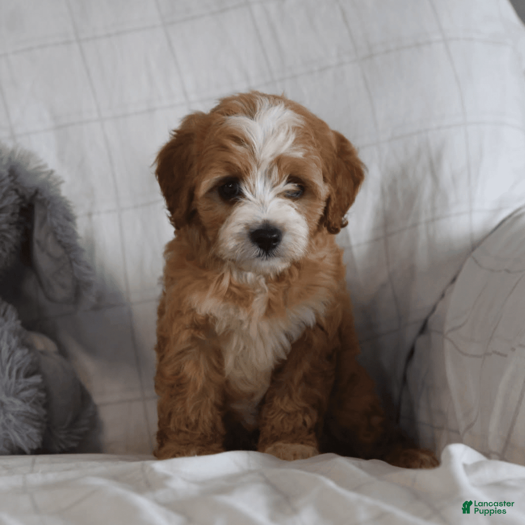 Cavapoo dogs for sale: Ryan - Image 1