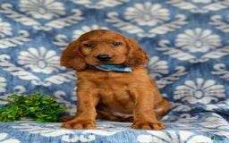 Irish Setter dogs for sale: Jackson - Image 2
