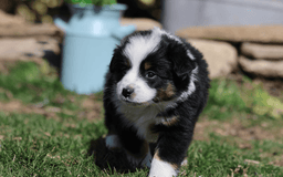 Miniature Australian Shepherd dogs for sale: Eisenhower - Image 11