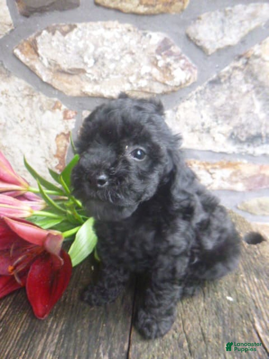 Toy Poodle dogs for sale: Hanna - Image 7