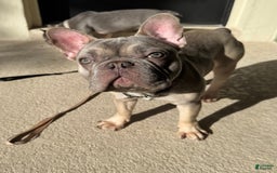 French Bulldog dogs for sale: Blue Fawn - Image 2