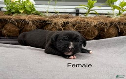 Boxer dogs for sale: Sealed Brindle - Image 2