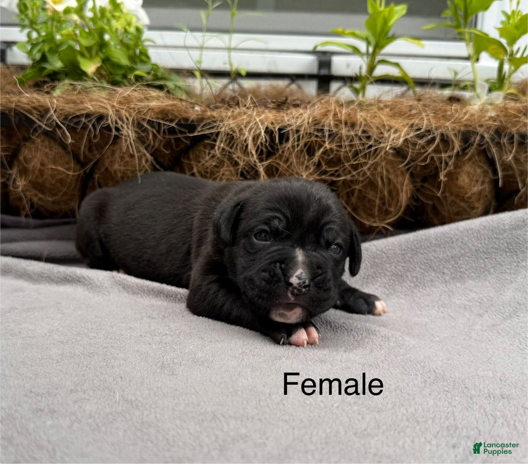 Boxer dogs for sale: Sealed Brindle - Image 2
