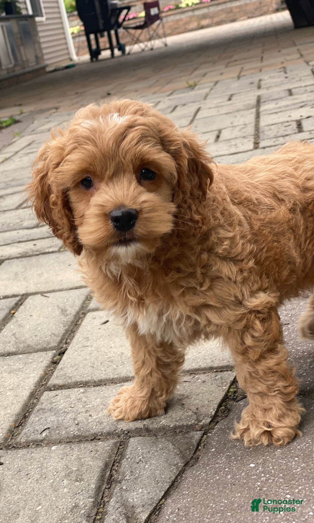 Cockapoo dogs for sale: Cockapoo 4 puppies - Image 23