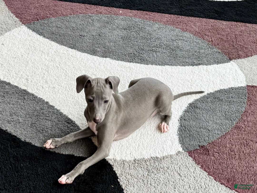 Italian Greyhound dogs for sale: Cj - Image 6