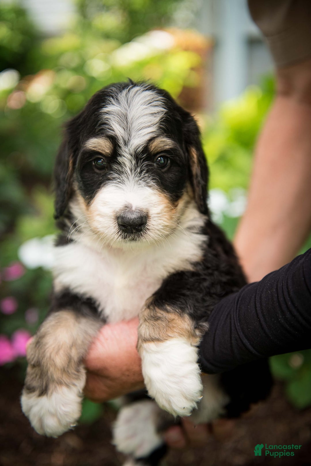 Bernedoodle dogs for sale: Rebel - Image 2