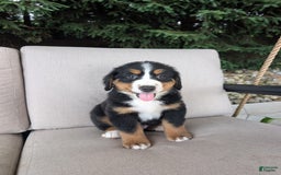 Bernese Mountain Dog dogs for sale: Leo - Image 3