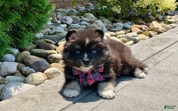 Pomsky dogs for sale: Crystal - Image 5