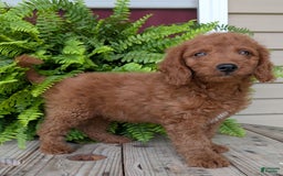 Mini Goldendoodle dogs for sale: Mini -coner - Image 11