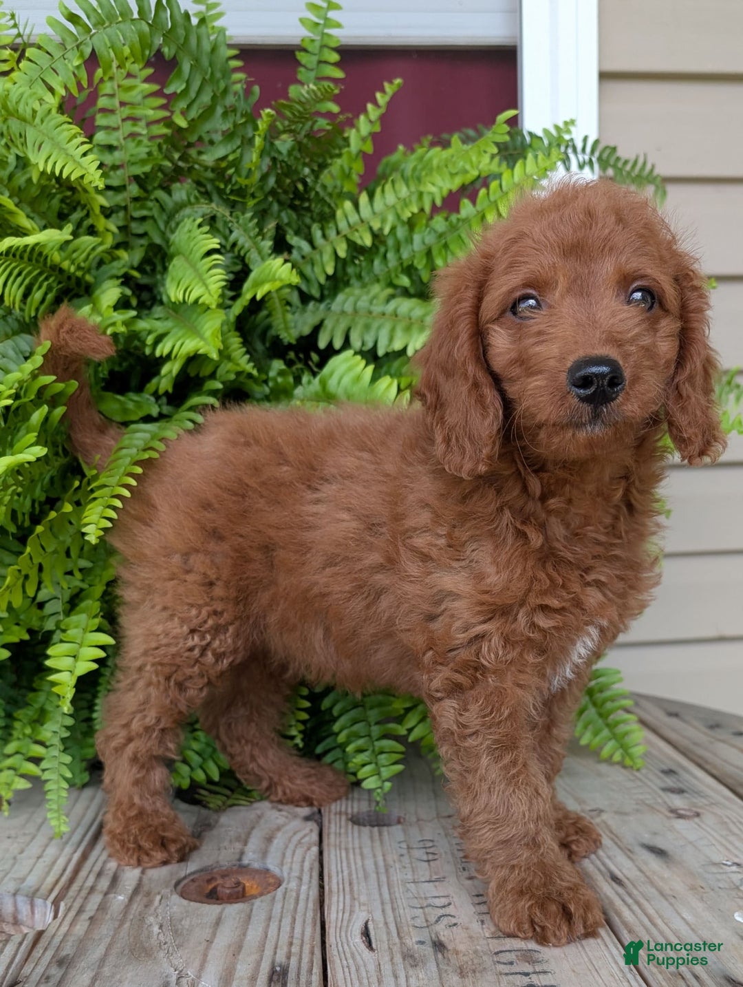 Mini Goldendoodle dogs for sale: Mini -coner - Image 11