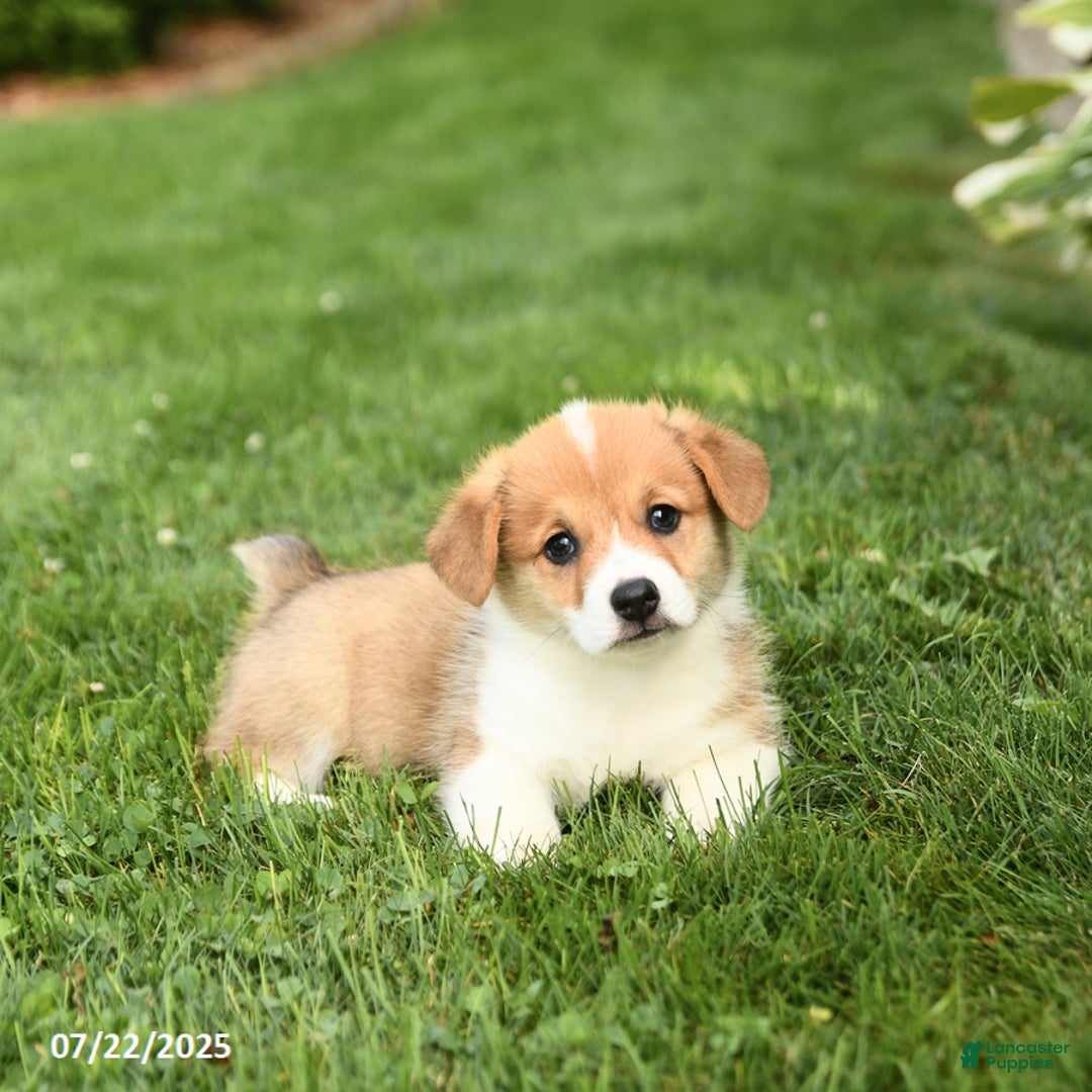 Welsh Corgi Pembroke dogs for sale: Felix - Image 3