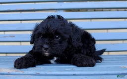 Shihpoo dogs for sale: Misty - Image 5