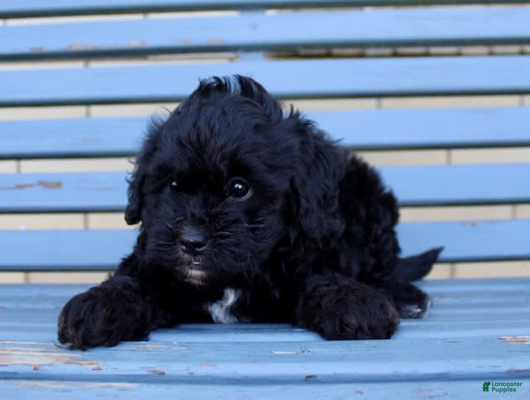 Shihpoo dogs for sale: Misty - Image 5