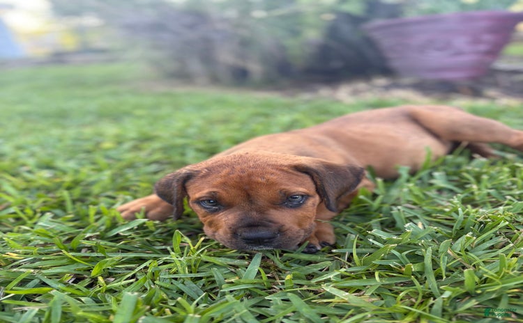 South African Boerboels dogs - Advert 10
