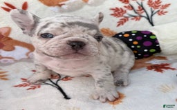 French Bulldog dogs for sale: Maya - Image 1