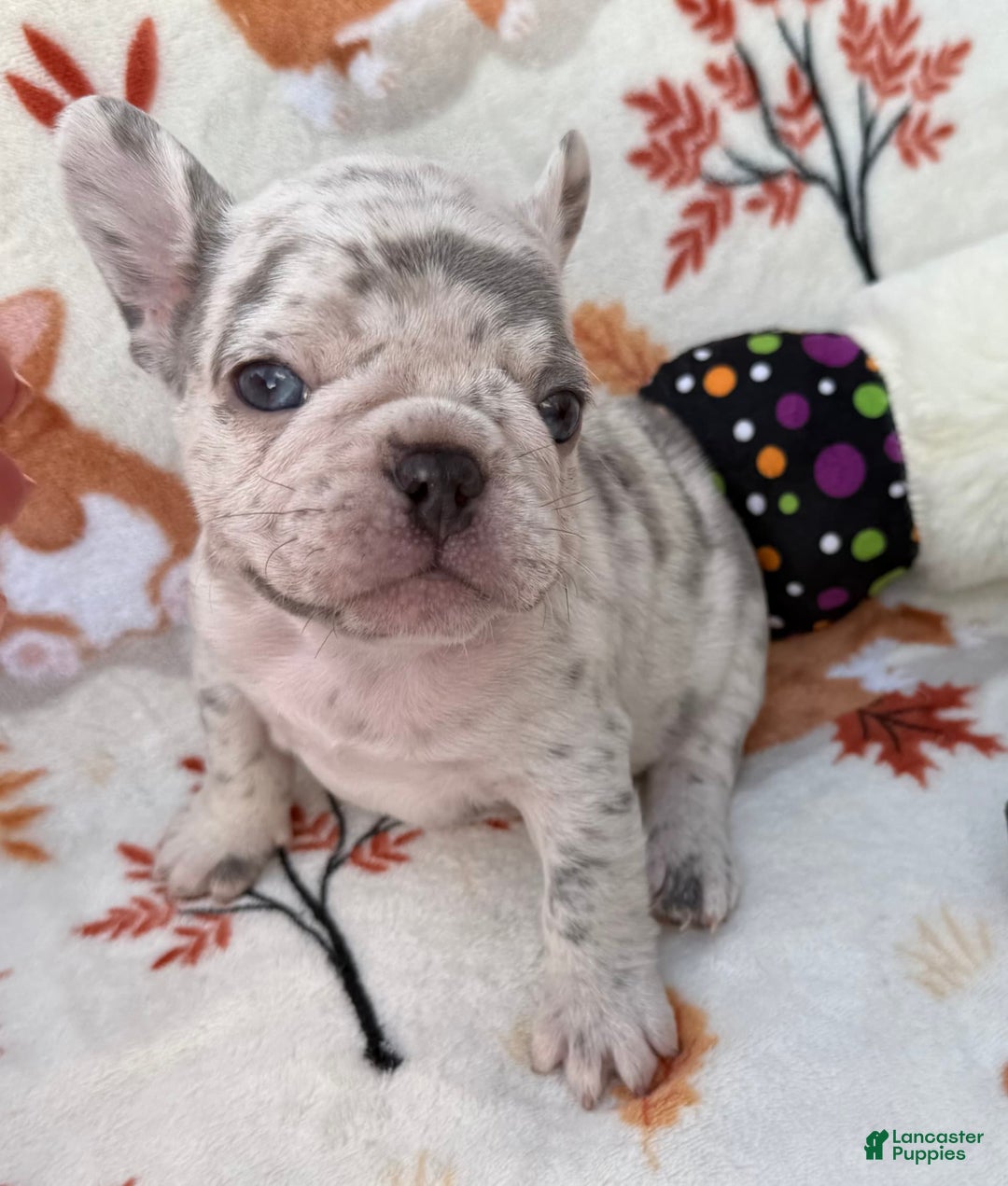 French Bulldog dogs for sale: Maya - Image 1