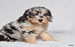 Mini Goldendoodle dogs for sale: Ms. Macy - Image 9