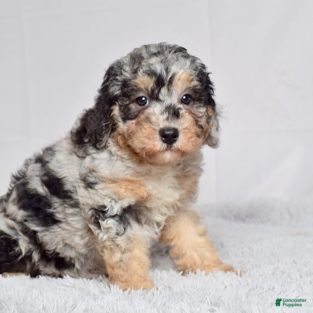 Mini Goldendoodle dogs for sale: Ms. Macy - Image 9