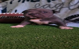 American Bully dogs for sale: Batman - Image 13