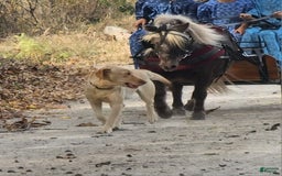 Labrador Retriever dogs for sale: Aiden - Image 7