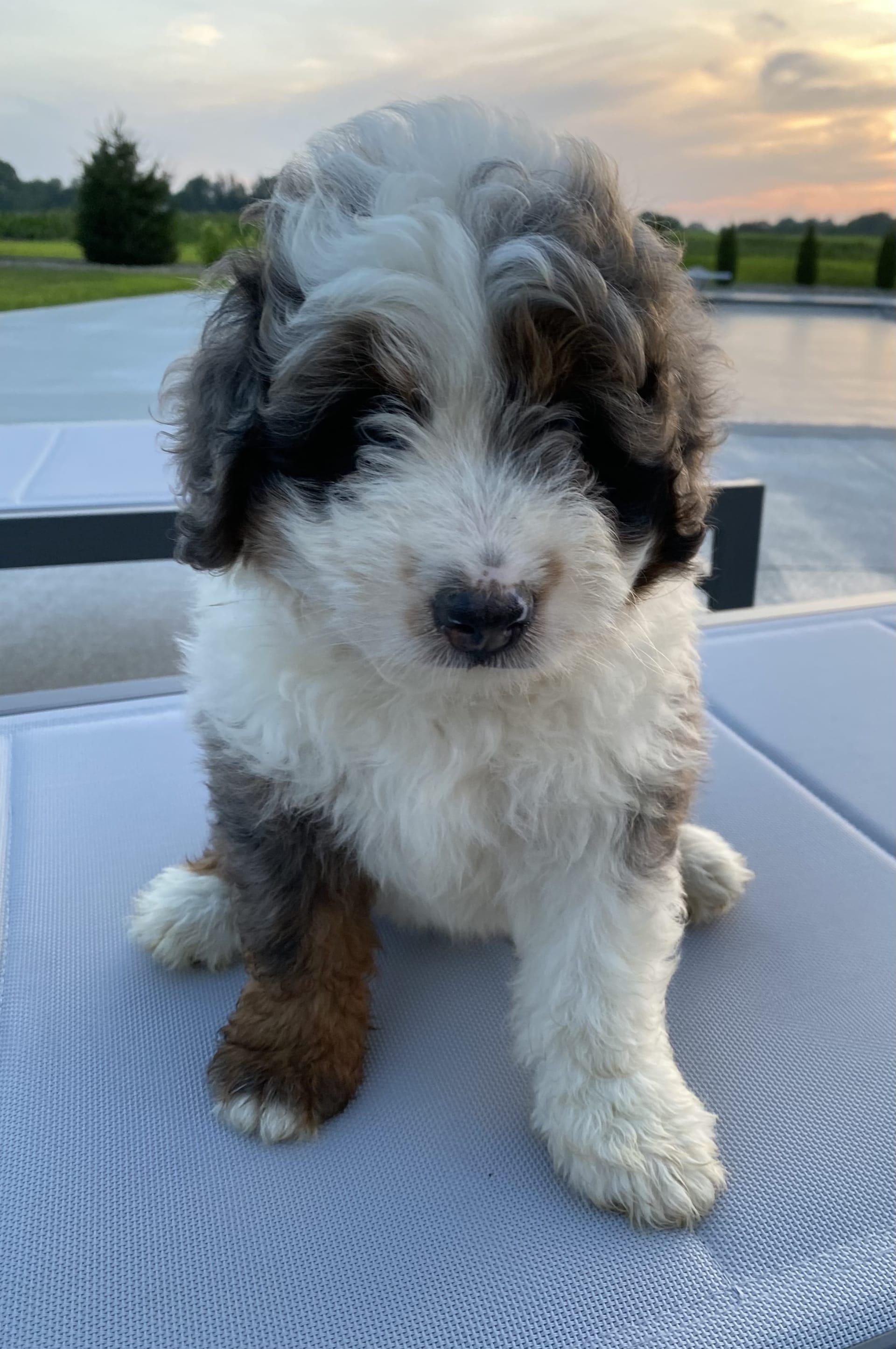 Mini Bernedoodle dogs for sale: Sammy - Image 4