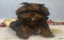 Shih Tzu dogs for sale: Glitterbug Pink - Image 13
