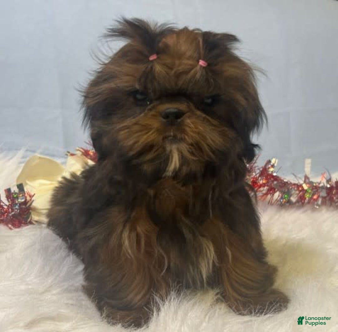 Shih Tzu dogs for sale: Glitterbug Pink - Image 13
