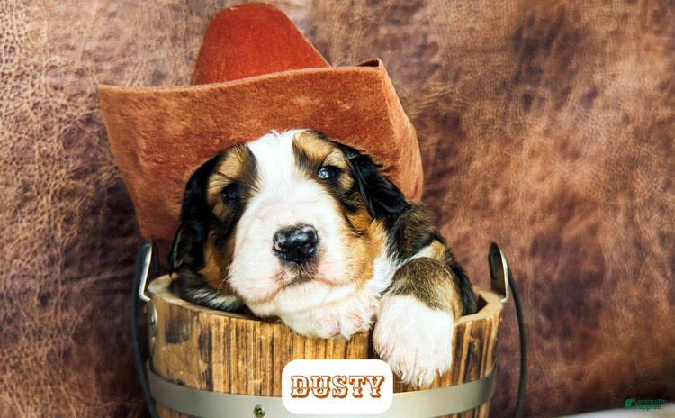 Bernedoodle dogs for sale - Ad 2