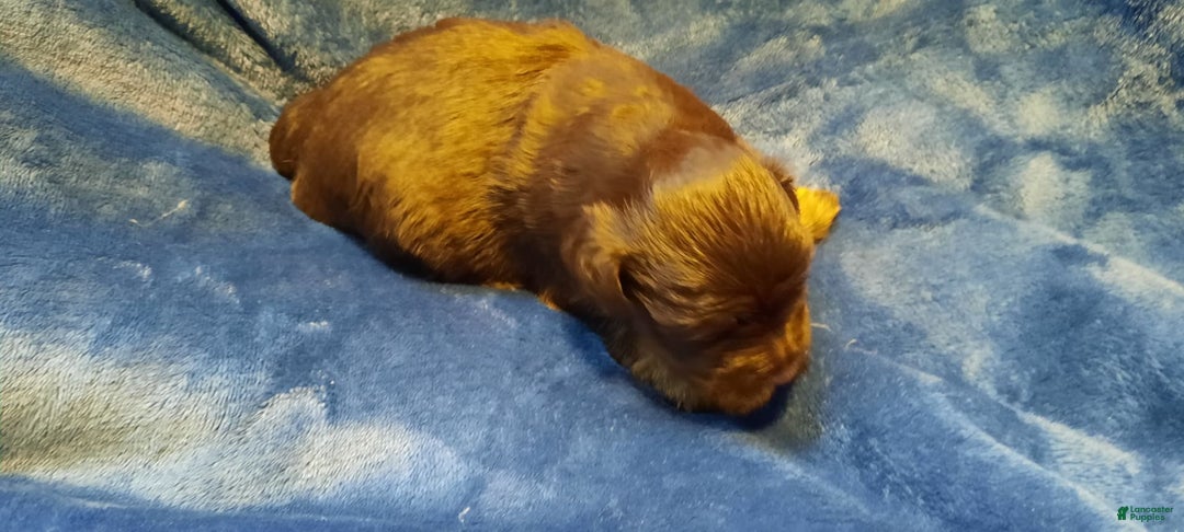 Miniature Schnauzer dogs for sale: Girl1 - Image 6