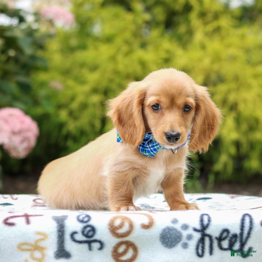 Miniature Dachshund dogs for sale: Scooter - Image 1