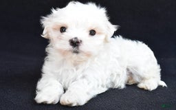 Maltese dogs for sale: Rory - Image 1