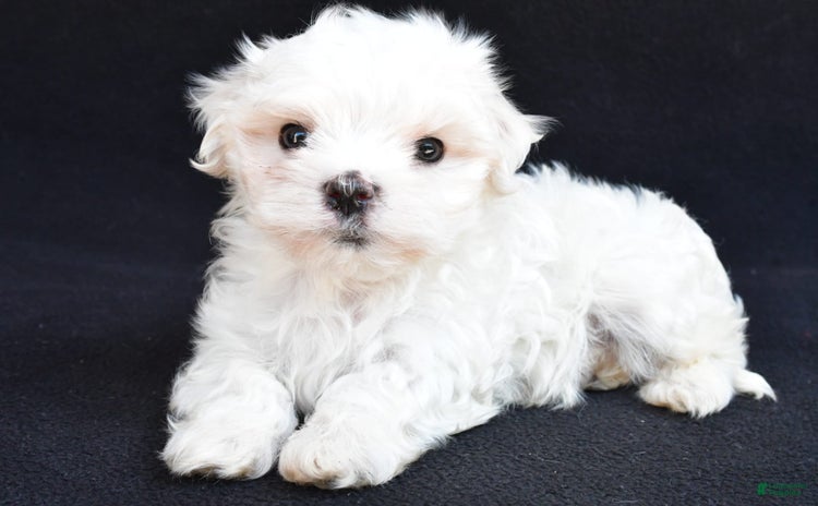 Maltese dogs for sale - Ad 3