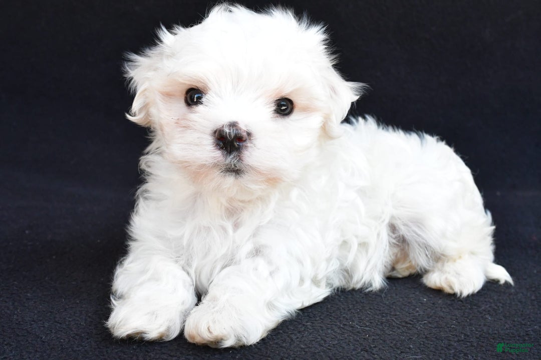 Maltese dogs for sale: Rory - Image 1