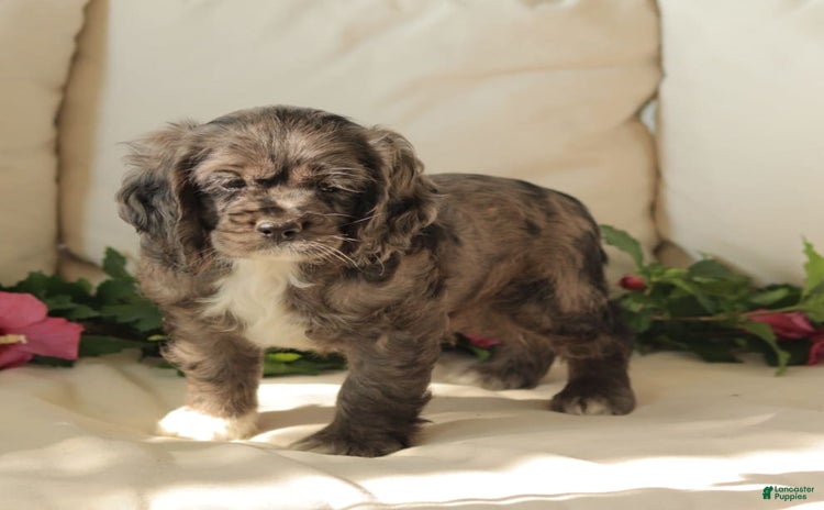 Cocker Spaniel dogs for sale - Ad 3