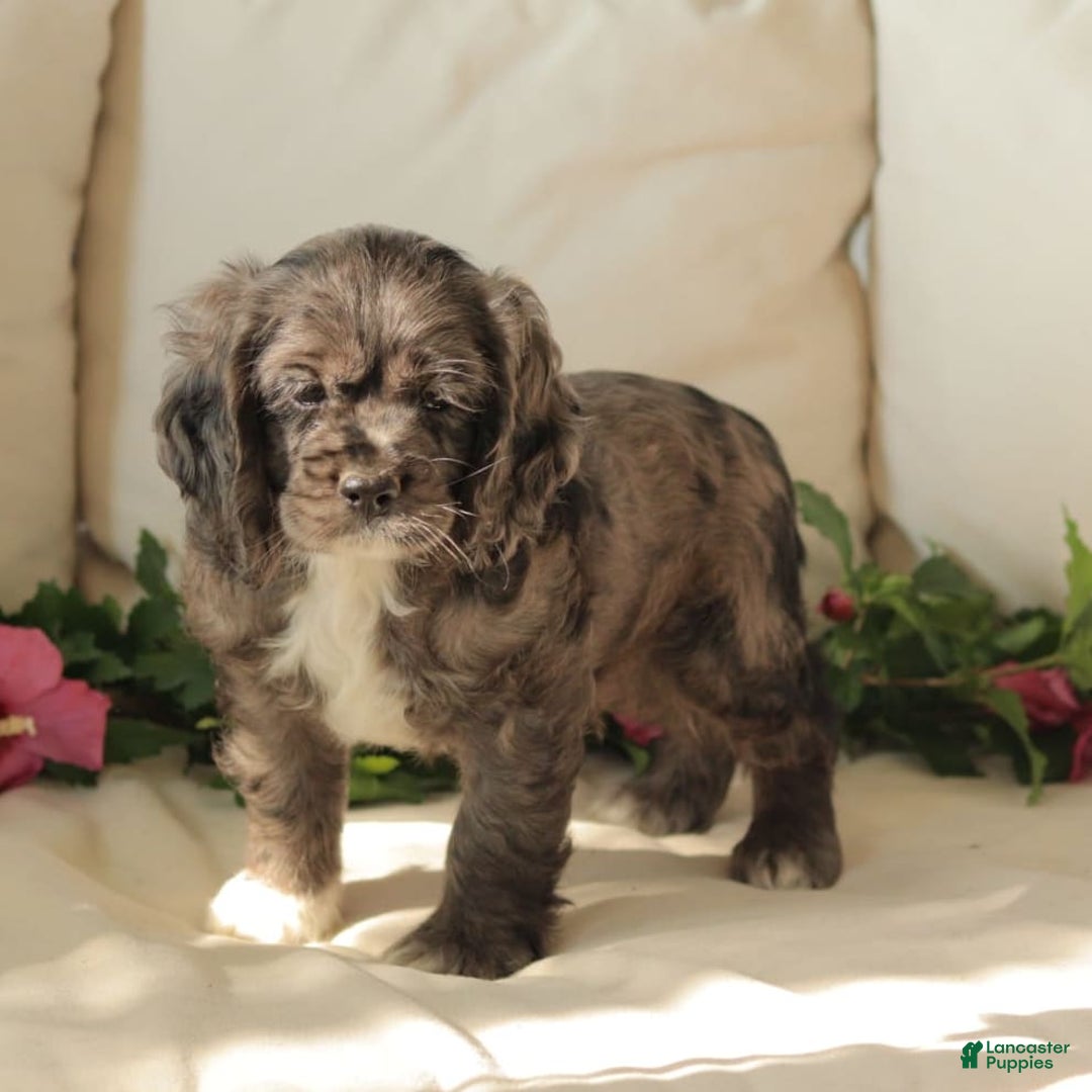 Cocker Spaniel dogs for sale: River - Image 1