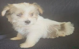 Cavalier King Charles Spaniel dogs for sale: Penny - Image 1