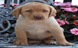 Labrador Retriever dogs for sale: Charlotte - Image 2