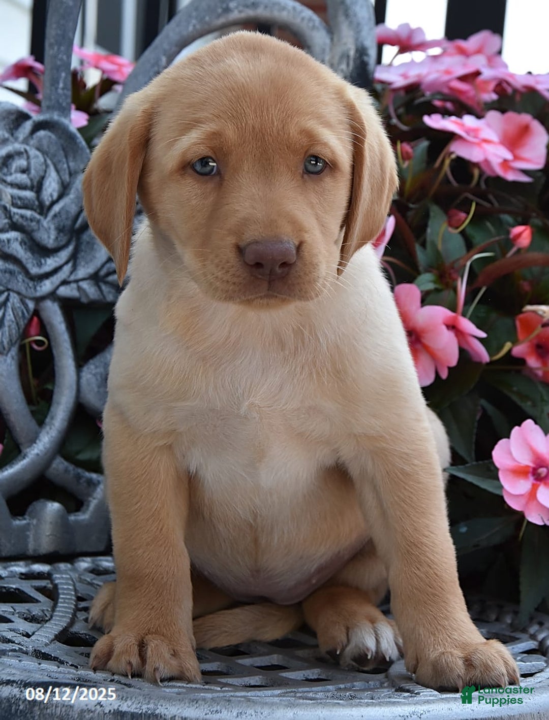 Labrador Retriever dogs for sale: Charlotte - Image 2