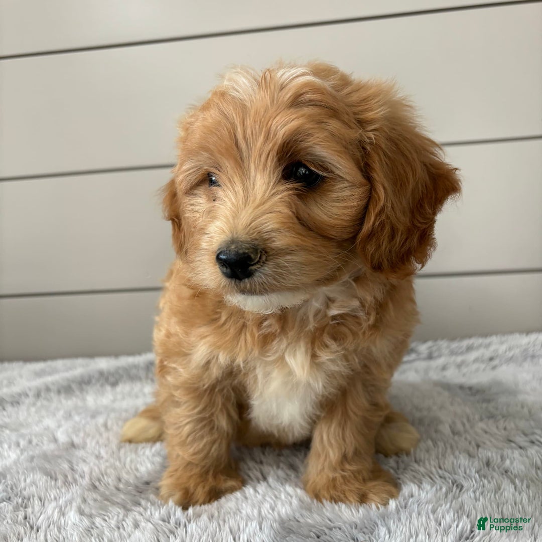  dogs for sale: Mini Goldendoodle 7 puppies - Image 14